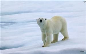 Polar Bears